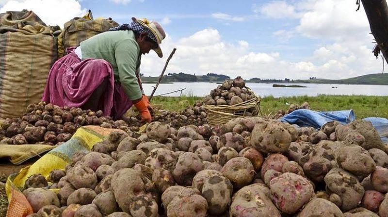 Hectáreas de cultivo en campaña agrícola 2021/2022 crecerían 6.7% respecto al promedio de las últimas 5 campañas agrícolas