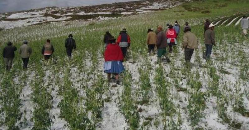 Heladas persistirán en la Sierra con impacto negativo en sector agropecuario