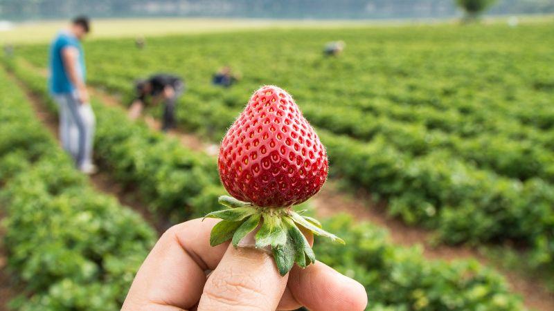 Hortícolas y frutales representan el 60% de la producción vegetal en España