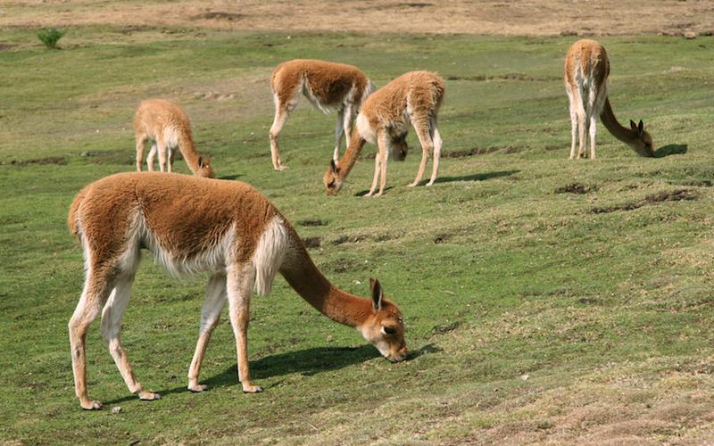 Hoy 15 de noviembre se celebra el “Día Nacional de la Vicuña”