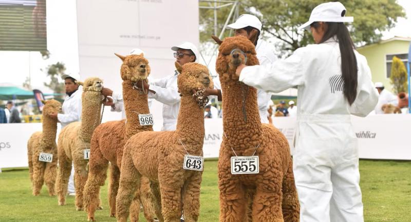 Hoy inicia el Perú Moda Deco y Alpaca Fiesta 2024