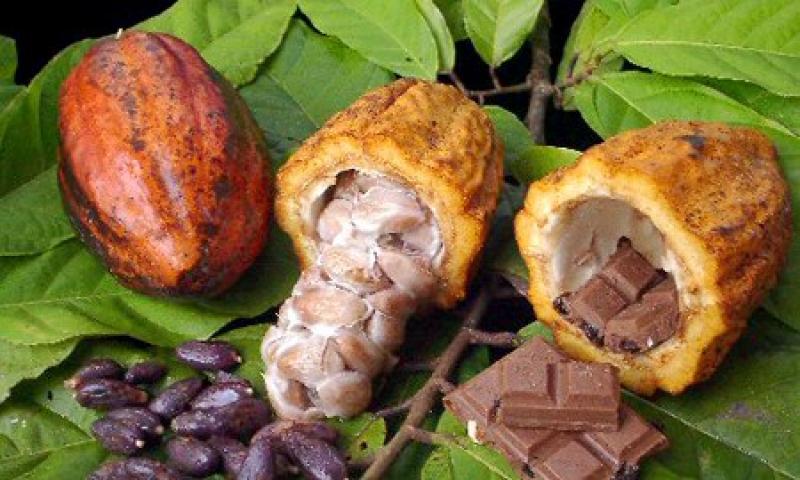 HOY PRESENTAN RUTA TURÍSTICA DEL CACAO