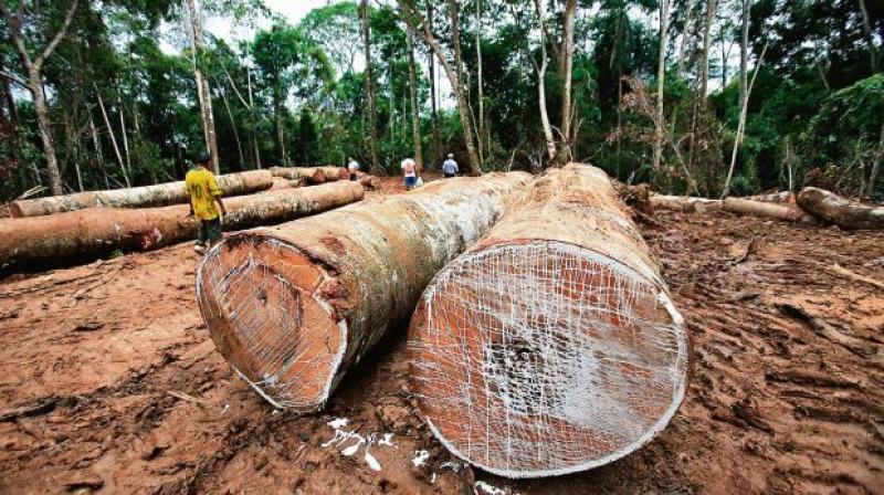 HOY PROMULGAN REGLAMENTO DE LEY FORESTAL Y DE FAUNA SILVESTRE