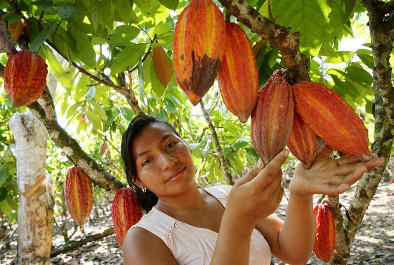 Hoy se celebra el Día del cacao y chocolate peruano