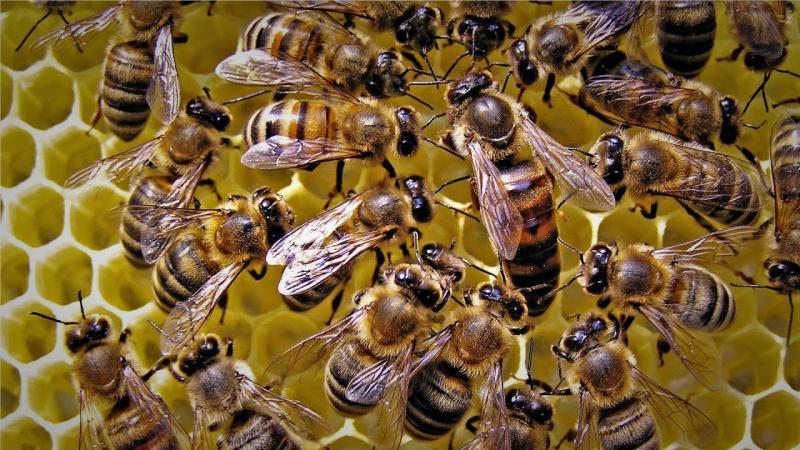Hoy se conmemora el Día Mundial de las Abejas