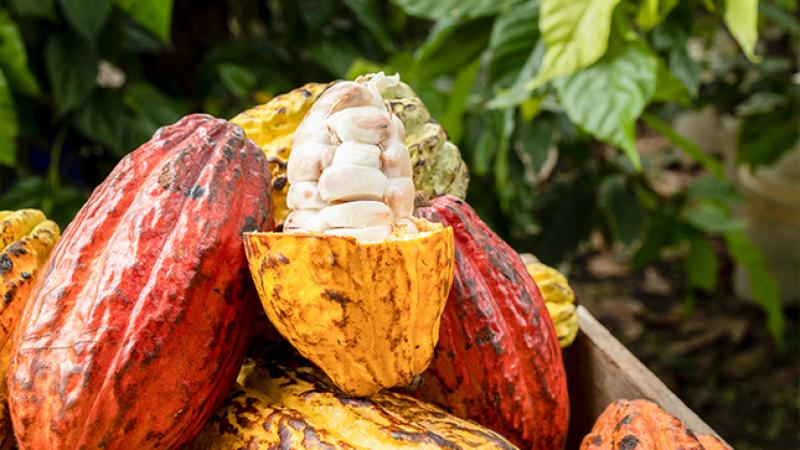 Hoy se conmemora el Día Mundial del Cacao