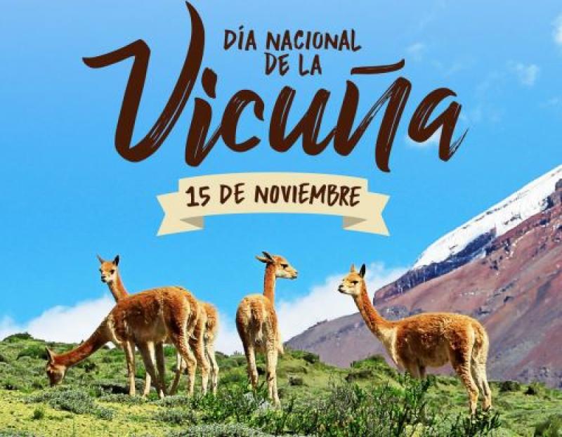 Hoy se conmemora el Día Nacional de la Vicuña