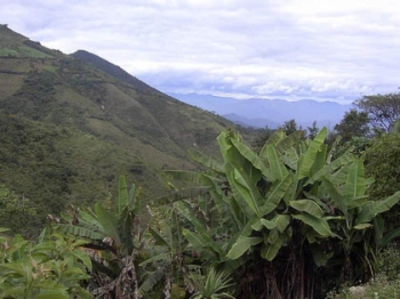 HOY SE INICIA EL CONGRESO FORESTAL LATINOAMERICANO (V CONFLAT)