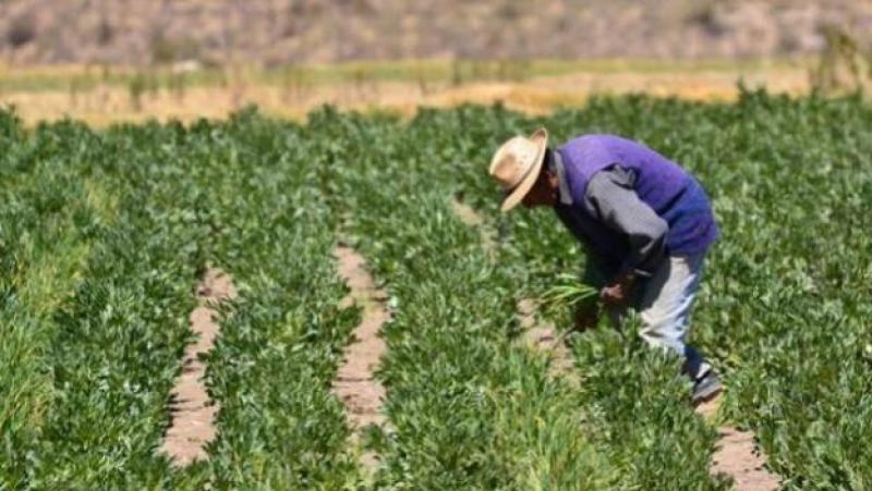 Hoy se presentará cronograma detallado para la nueva compra de fertilizantes