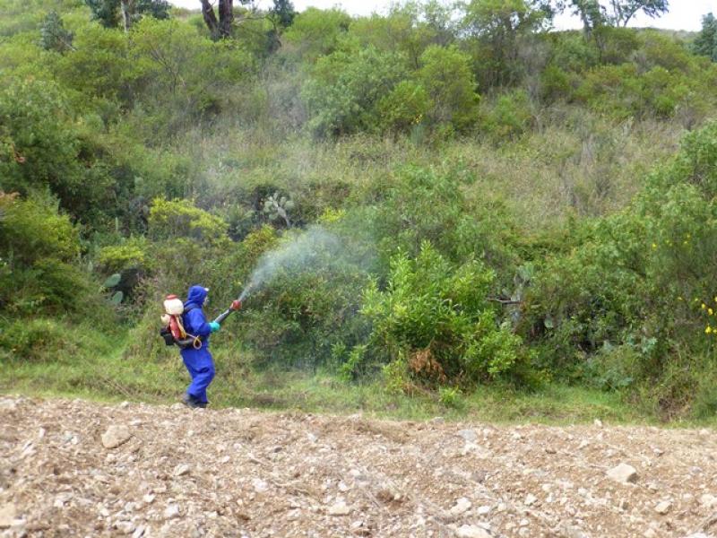 HUANCAVELICA: FOCOS DE PLAGA DE LANGOSTA REGISTRADOS EN ABANCAY ESTÁN BAJO CONTROL