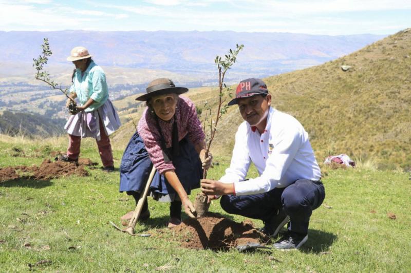 Huancayo: siembran más de 5.000 plantas de quinuales en Sapallanga