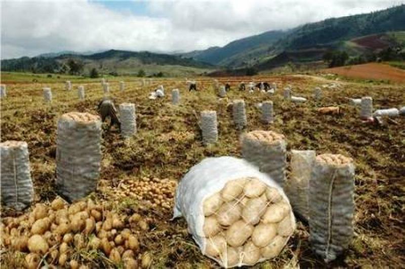 HUÁNUCO PRODUCIRÍA 800 MIL TONELADAS DE PAPA ESTE AÑO