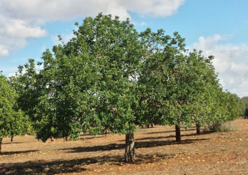 IDENTIFICAN 119 PRODUCTOS FORESTALES DIFERENTES A LA MADERA CON POTENCIAL  COMERCIAL