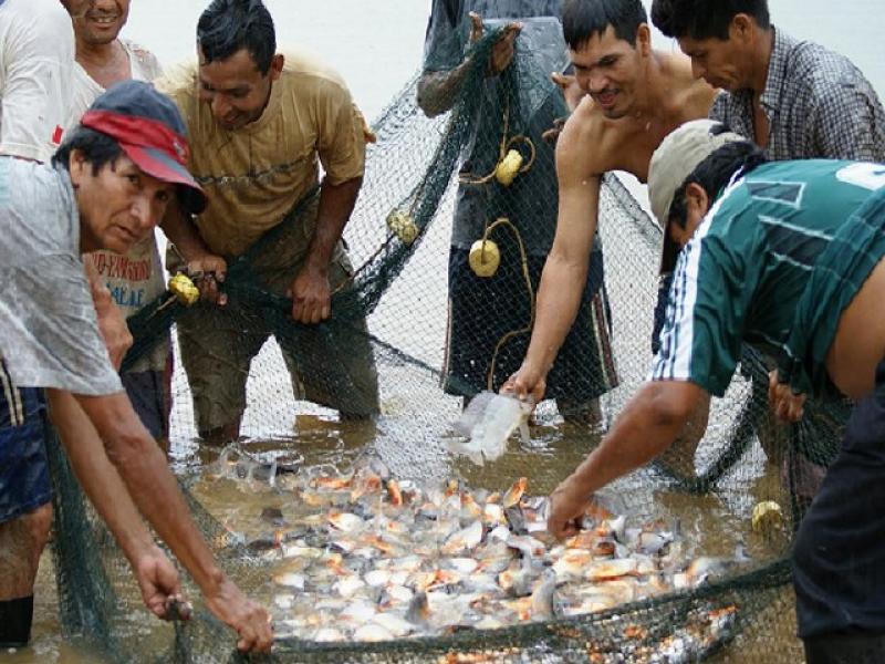 IIAP ENTREGA 155,000 PECES A PRODUCTORES PISCÍCOLAS EN HUÁNUCO