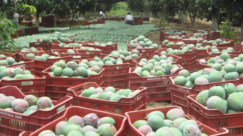 Impacto de lluvias en las agroexportaciones se vería en la campaña siguiente