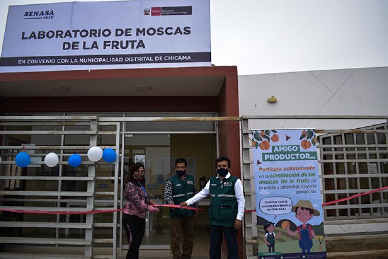 Implementan laboratorio de moscas de la fruta en Ascope