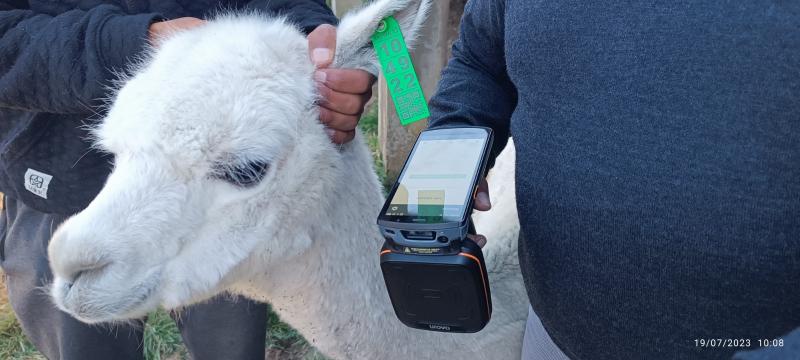 Implementan una nueva tecnología para trazabilidad electrónica en alpaca en Junín