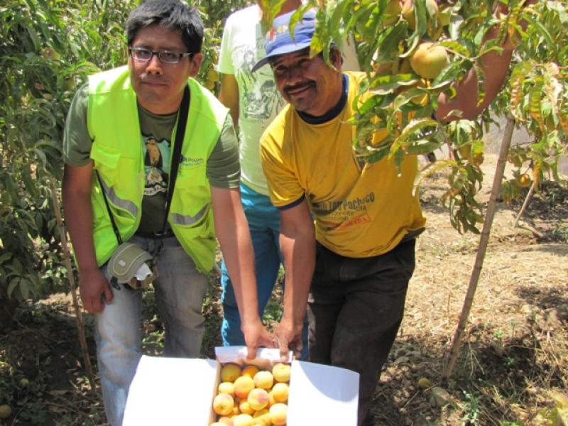 IMPLENTAN ENERGIA LIMPIA, MEDIANTE DESARROLLO SOSTENIBLE AGRÍCOLA