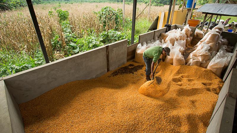 Importación de maíz amarillo duro aumentó 9.8% durante el 2017