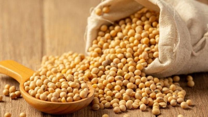 Importación de soya alcanza los US$ 46 millones en el primer semestre del año
