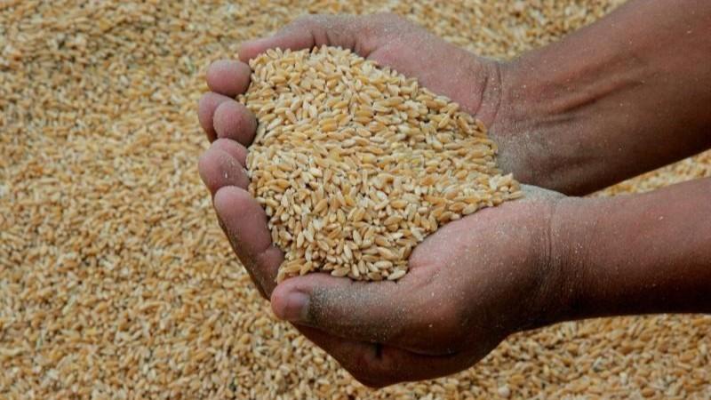 Importación de trigo llegó a los US$ 594 millones en 2025
