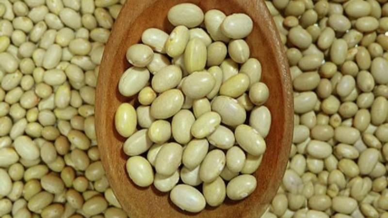 Importaciones de frijol canario se incrementan al primer semestre del año