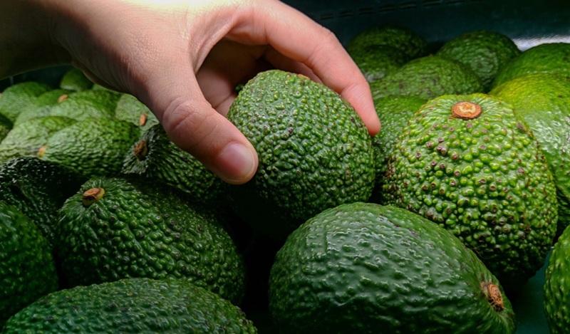 Importaciones de palta fresca por parte de Estados Unidos casi se cuadruplicaron en los últimos 15 años