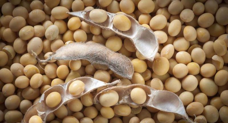 Importaciones de soya en grano sumaron US$ 30.9 millones en el primer trimestre de 2020