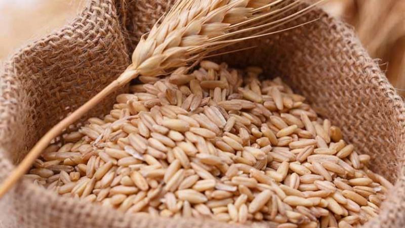 Importaciones peruanas de trigo alcanzaron los US$ 326 millones en el primer semestre de 2025