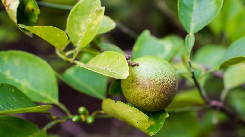 Importante proyecto permitiría ofrecer novedosos tratamientos contra el HLB