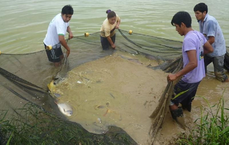 IMPULSAN ASOCIATIVIDAD DE PISCICULTORES DEL VALLE DEL MONZÓN