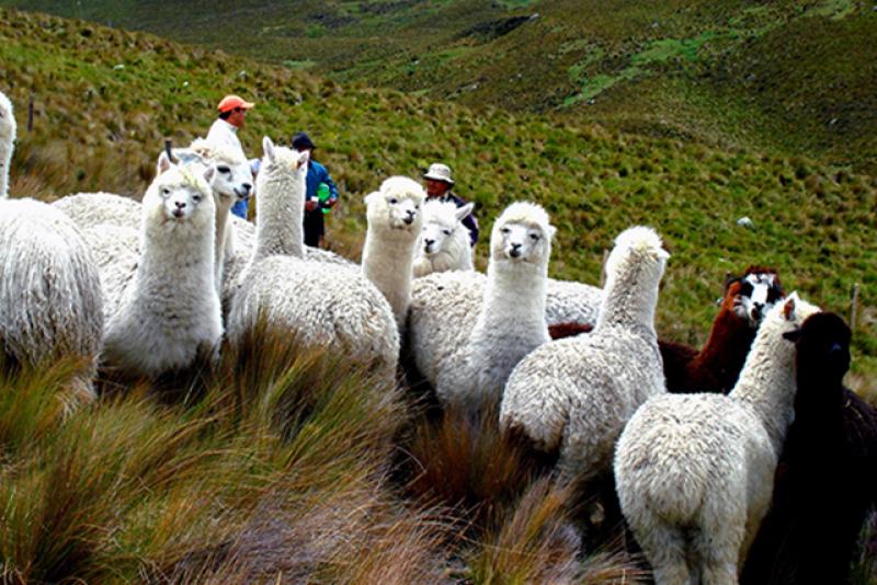 Impulsan crianza de alpacas en zona altoandina de Piura