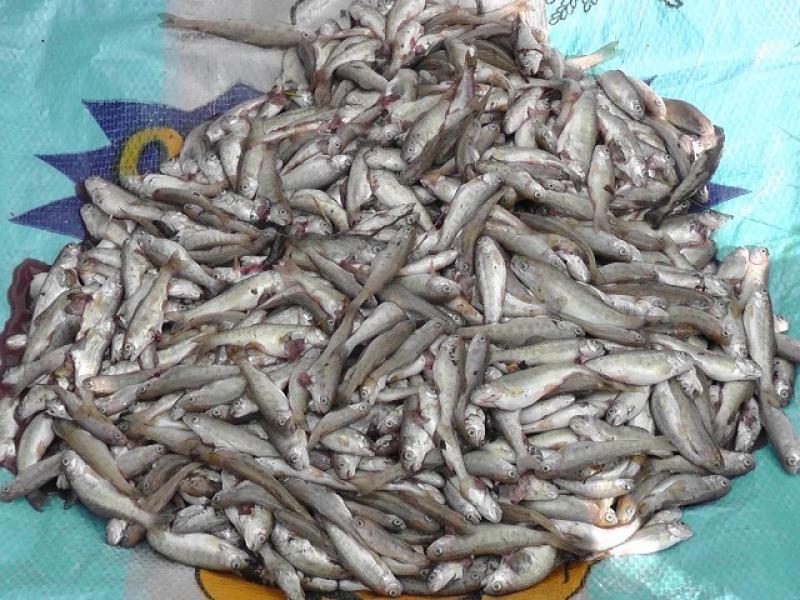 IMPULSAN CRIANZA DE TRUCHA EN LA SIERRA PIURANA 