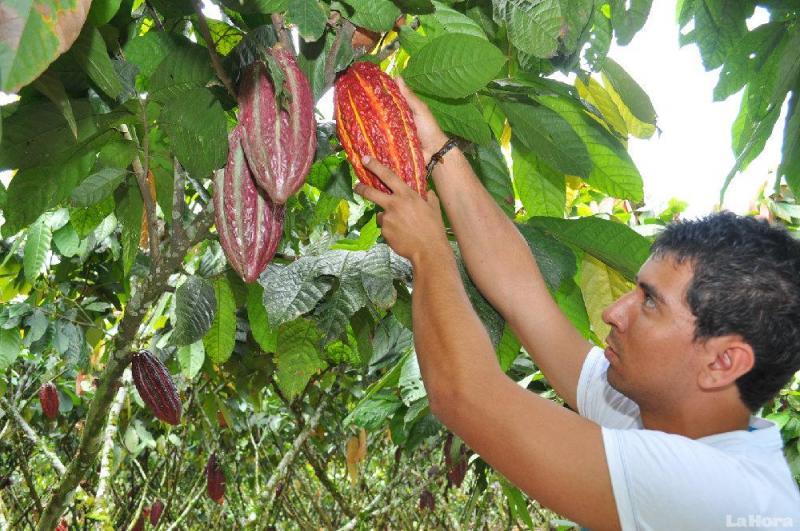 IMPULSAN MEJORAMIENTO GENÉTICO DEL CACAO EN EL VRAEM