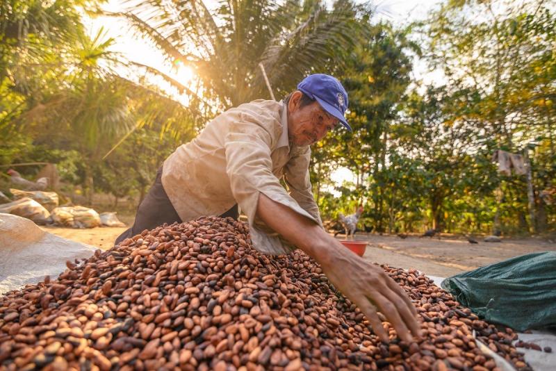 Impulsan producción responsable de cacao peruano para ingresar a mercados europeos