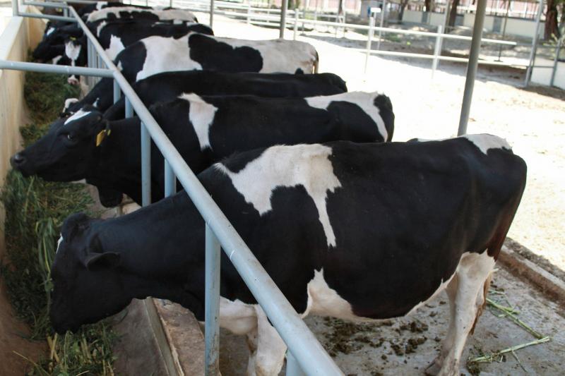 IMPULSAN PROGRAMA DE MEJORAMIENTO GENÉTICO GANADERO REGIONAL