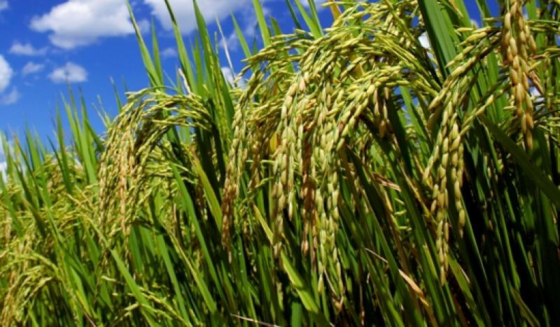 IMPULSARÁN COMPETITIVIDAD DE LA CADENA PRODUCTIVA DEL ARROZ