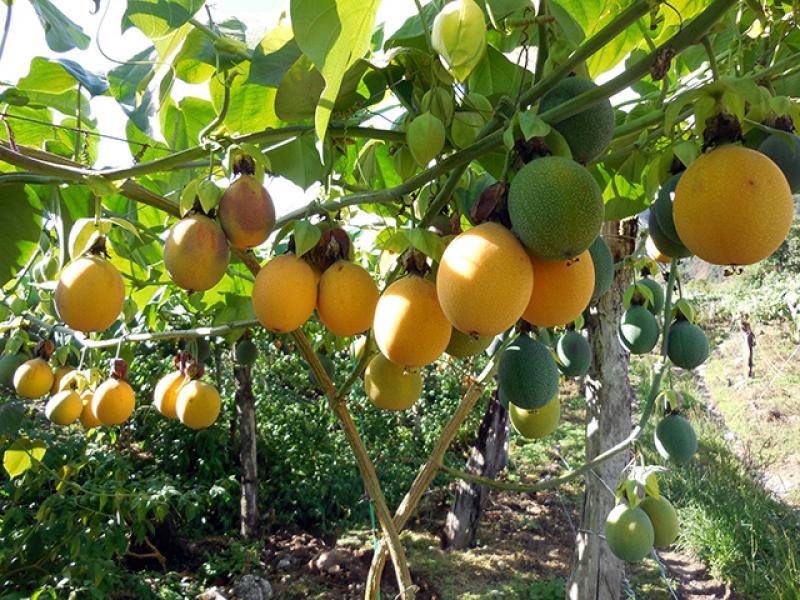 Incrementan en 33% rendimiento productivo de granadilla en Pasco