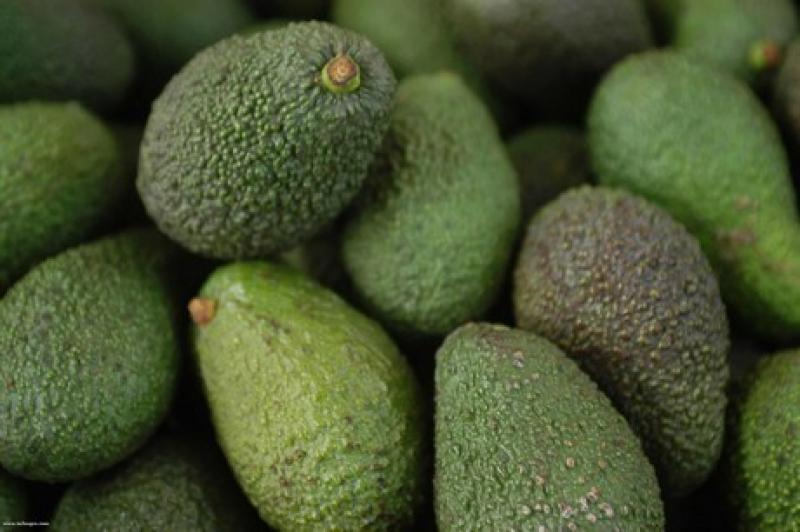 India recibió el primer cargamento de palta peruana