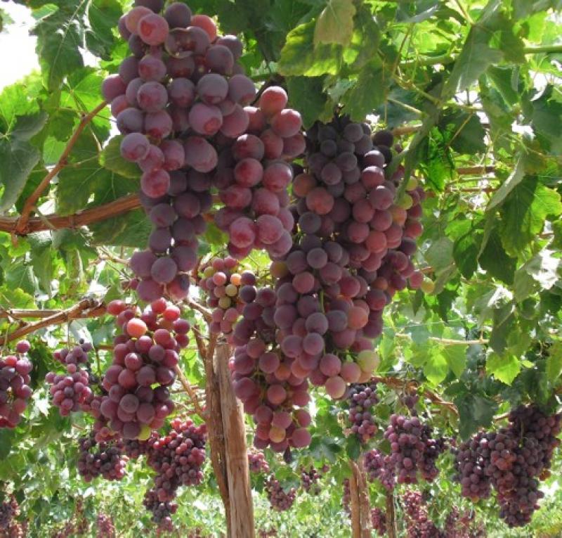 INDONESIA, MERCADO PARA EXPORTACIONES LAMBAYECANAS DE UVAS Y CAFÉ