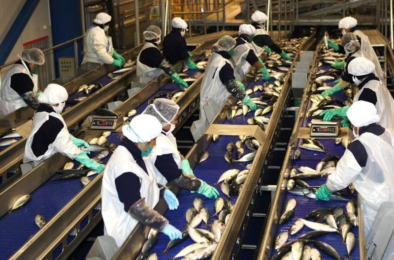 Industria de harina y aceite de pescado es de las más grandes después de la minería