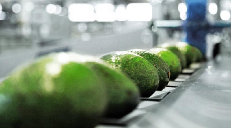 Industria de máquinas clasificadoras de frutas ve con expectativa el mercado peruano