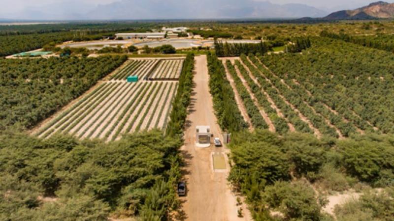 Ingleby Farms Perú proyecta aumento de producción de uvas tras cambio varietal
