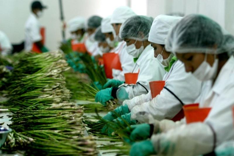 Ingreso promedio del trabajador agrario formal es tres veces más que del informal
