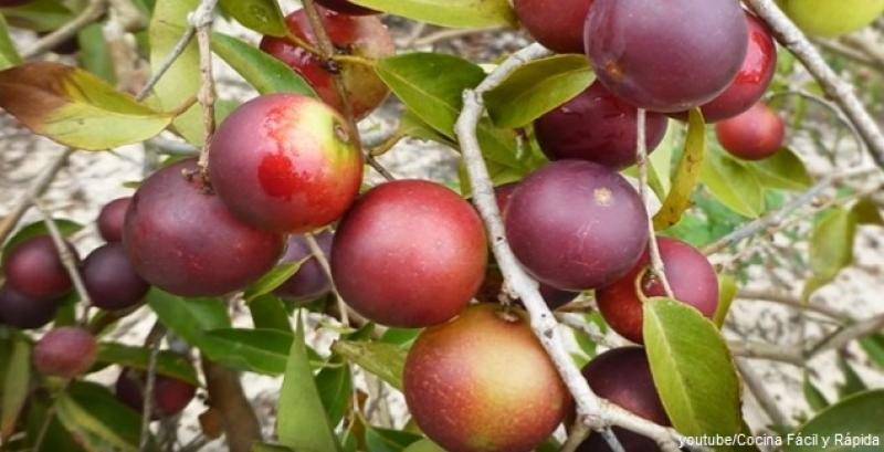 INIA apunta a mejorar la calidad del camu camu, limón y arroz