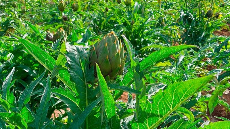 INIA autoriza liberación de nuevo cultivar de alcachofa con espinas “INIA 106-Concepción”
