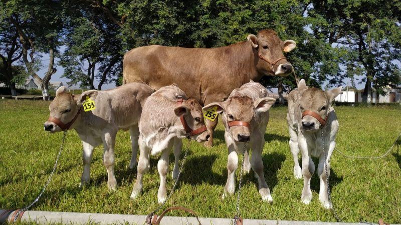 INIA certifica a productores de Áncash como técnicos en inseminación artificial de ganado