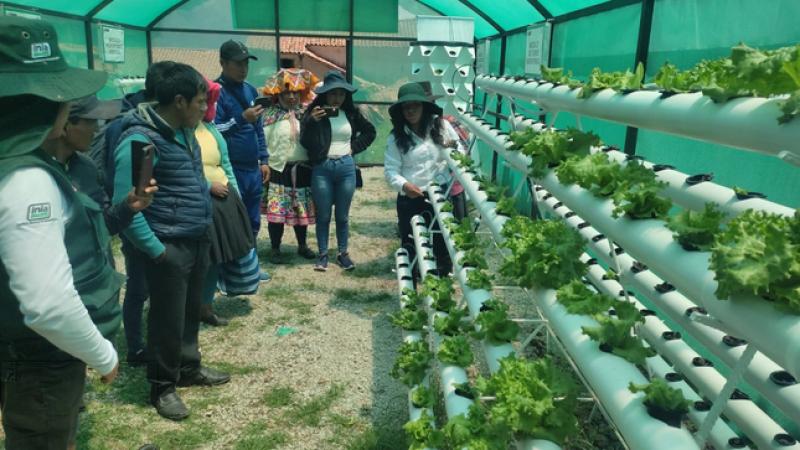 INIA culmina instalación de más de 500 módulos hidropónicos para combatir sequía por Fenómeno El Niño