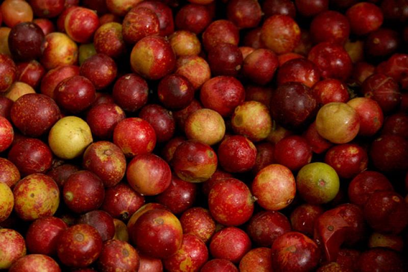 INIA desarrolla nueva variedad de camu camu con alta dosis de vitamina C y calidad genética