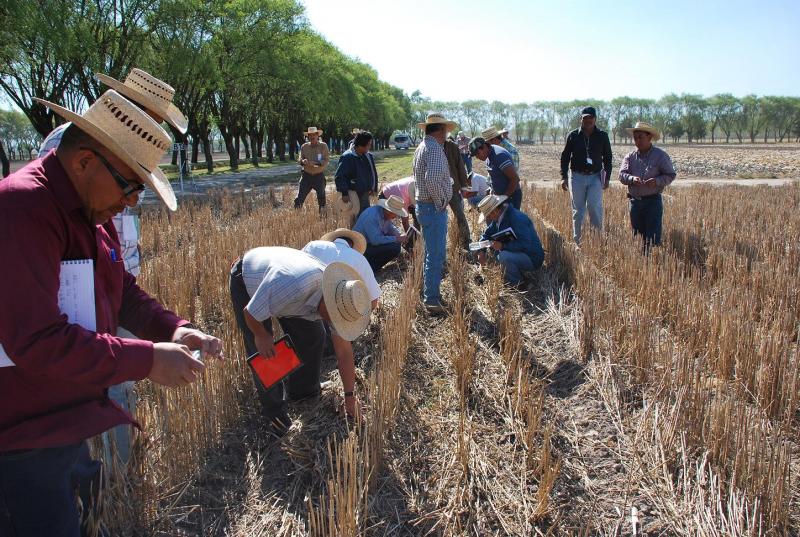 INIA DESARROLLA Y EVALÚA 5 LÍNEAS PROMISORIAS DE TRIGO